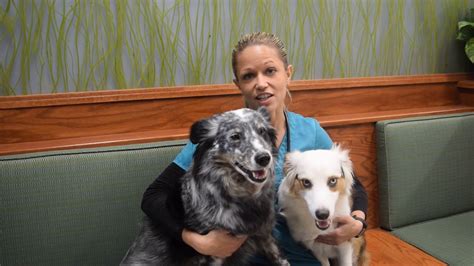Naperville animal hospital - Dr. Laurel Miller Selvaggio, Veterinarian. Laurel Miller Selvaggio joined County Line Animal Hospital in 2012, after four years practicing emergency medicine, general practice, and a one-year advanced medical and surgical internship at the VCA Aurora and Berwyn Animal Hospitals. Having grown up in the suburbs of Cincinnati, OH, she elected to ... 